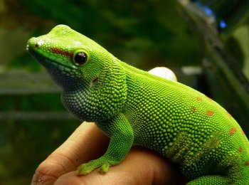Мадагаскарский дневной геккон, или зелёная фельзума