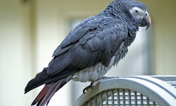 Psittacus erithacus timneh Psittacus erithacus timneh