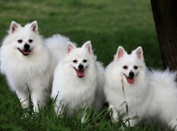 Итальянский шпиц — описание породы дворцовой собаки