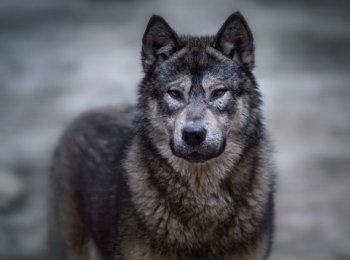 Вольфхунд (волкособ) — волкоподобная собака в домашних условиях