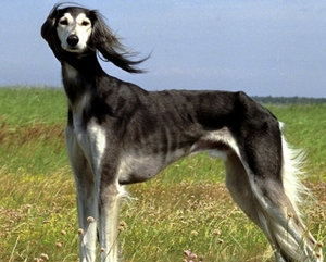 Борзые собаки