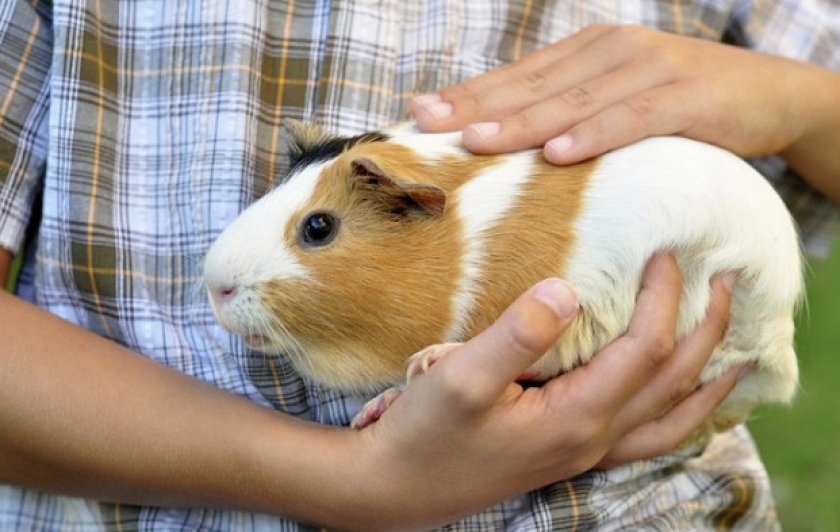 Морская свинка Морская свинка