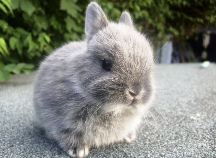 Декоративный кролик Декоративный кролик