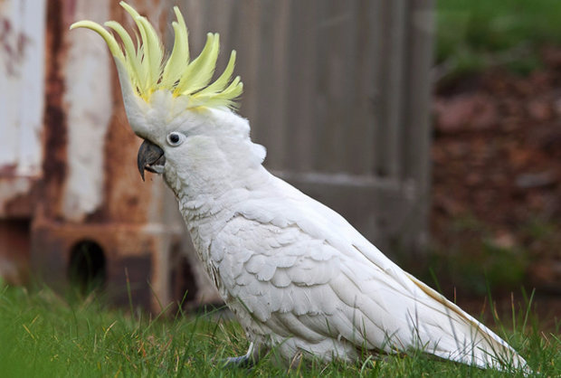 Cacatua galerita Cacatua galerita
