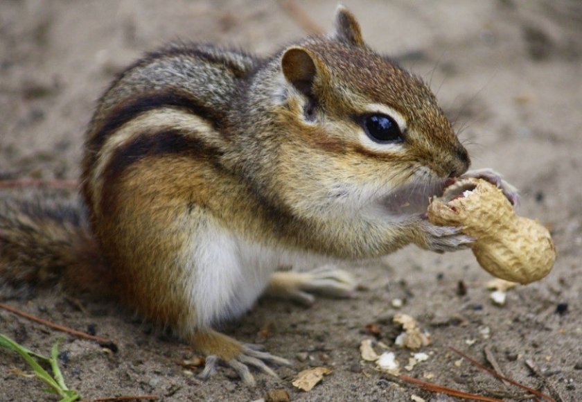 Бурундук Бурундук