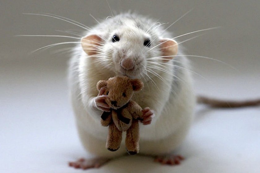 Декоративная крыса Декоративная крыса