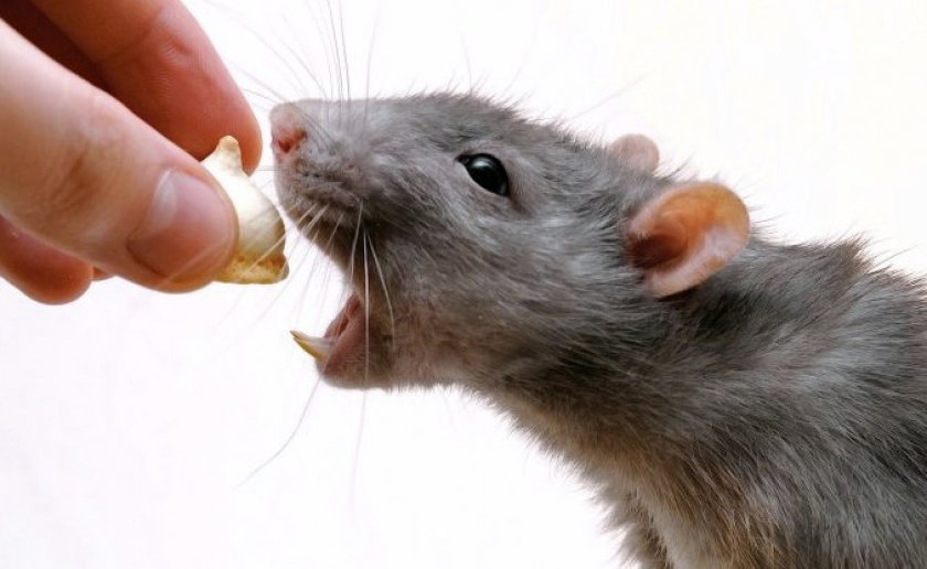Питание грызунов Питание грызунов