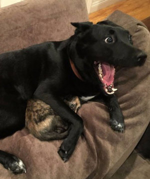 Особенности эксплуатации отпугивателей для собак (+ популярные модели)