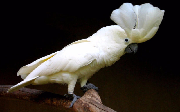 Cacatua alba Cacatua alba