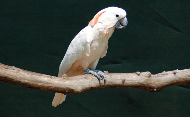Cacatua moluccensis Cacatua moluccensis