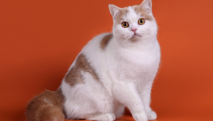 арлекин арлекин