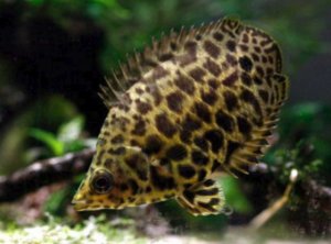 Ктенопома леопардовая