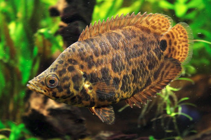 Ктенопома леопардовая