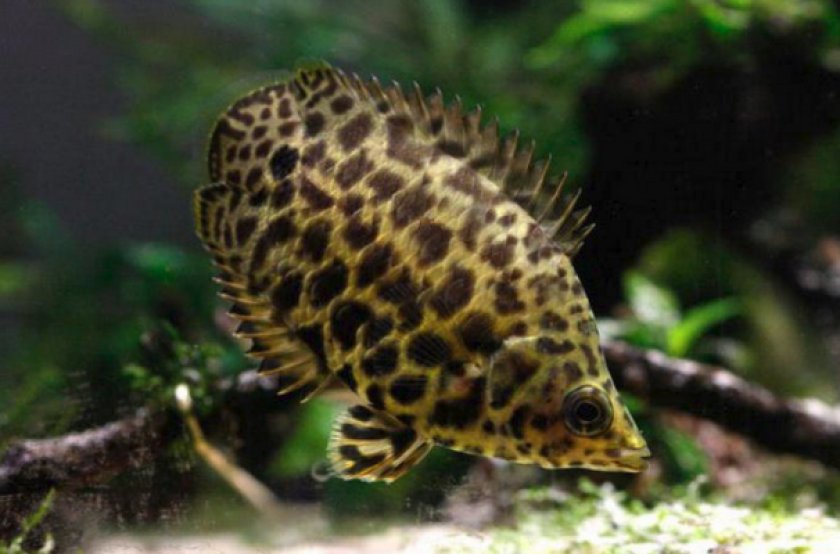 Ктенопома леопардовая Ктенопома леопардовая