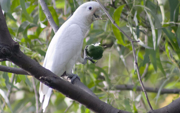 Cacatua goffini Cacatua goffini