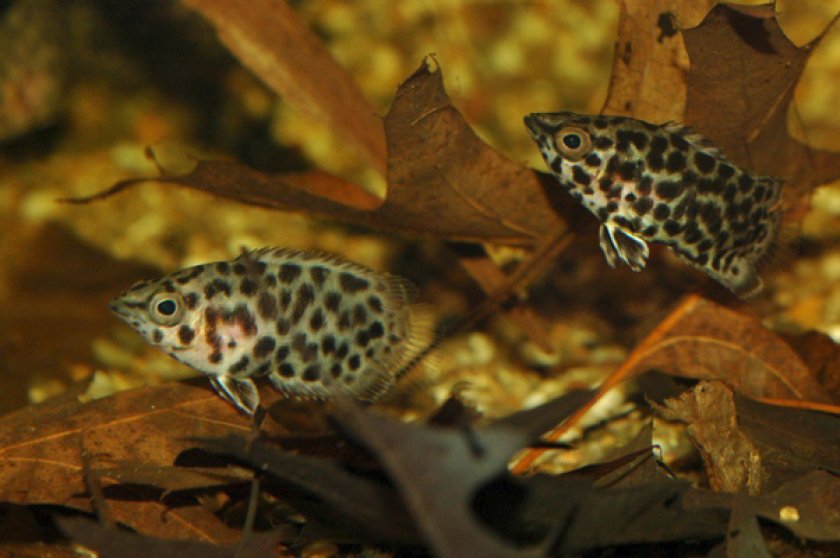 Ктенопома леопардовая