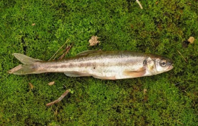 Гольян Гольян