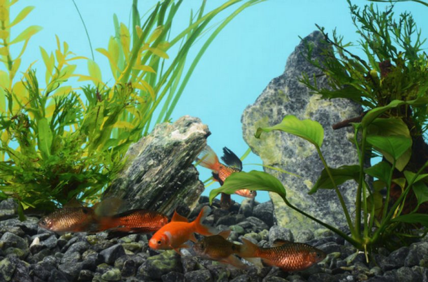 Цеолит в аквариуме