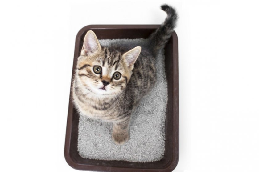 Цеолит для кошачьего туалета