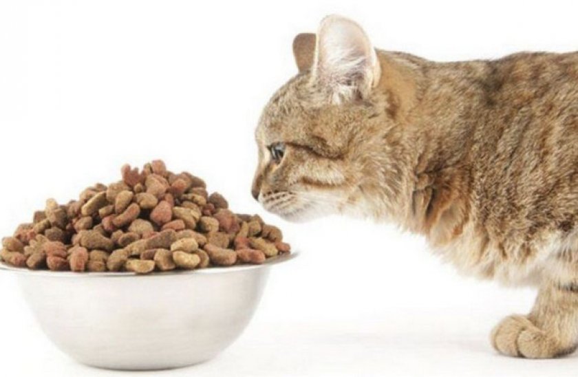 Плюсы и минусы корма