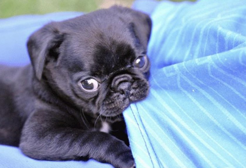 Щенок черного мопса