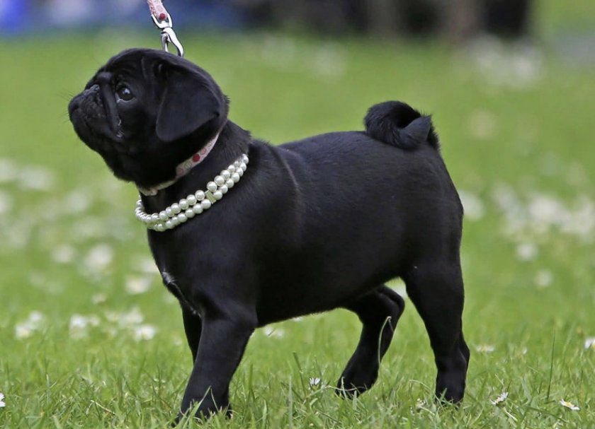 Черный мопс Черный мопс