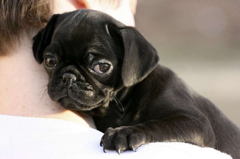 Черный мопс