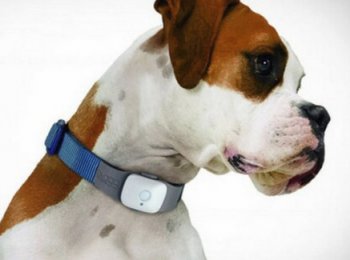 Особенности выбора и применения электронного ошейника для собак