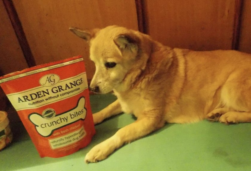 Корм для собак