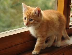 Имя для котёнка девочки рыжего цвета Имя для котёнка девочки рыжего цвета