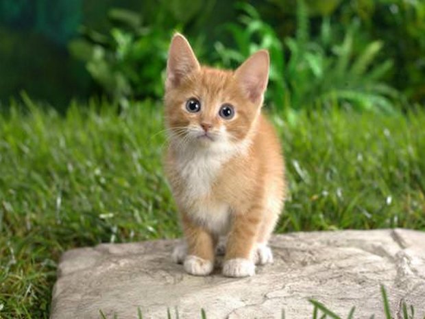 Рыжий котенок Рыжий котенок