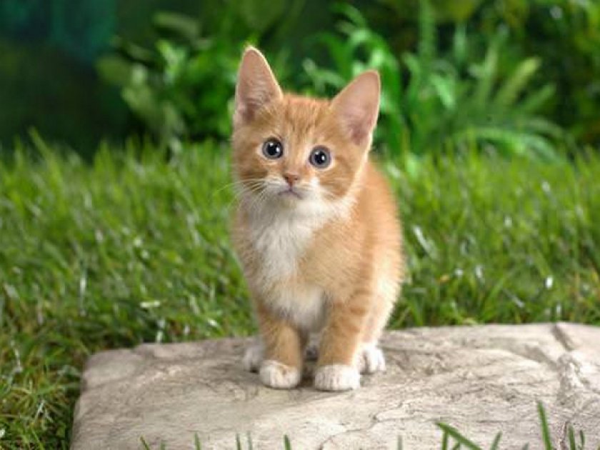 Как назвать рыжего котенка: мальчика и девочку. Выбор красивой и прикольной  клички для вашего питомца. Популярные имена для котят. Имя для рыжей кошки
