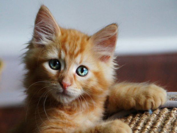 Рыжий котенок Рыжий котенок