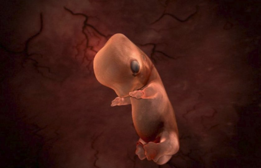 Эмбриональный