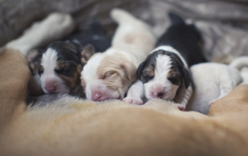 Вегетативный Вегетативный