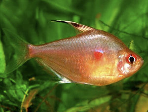 Рыбка орнатус