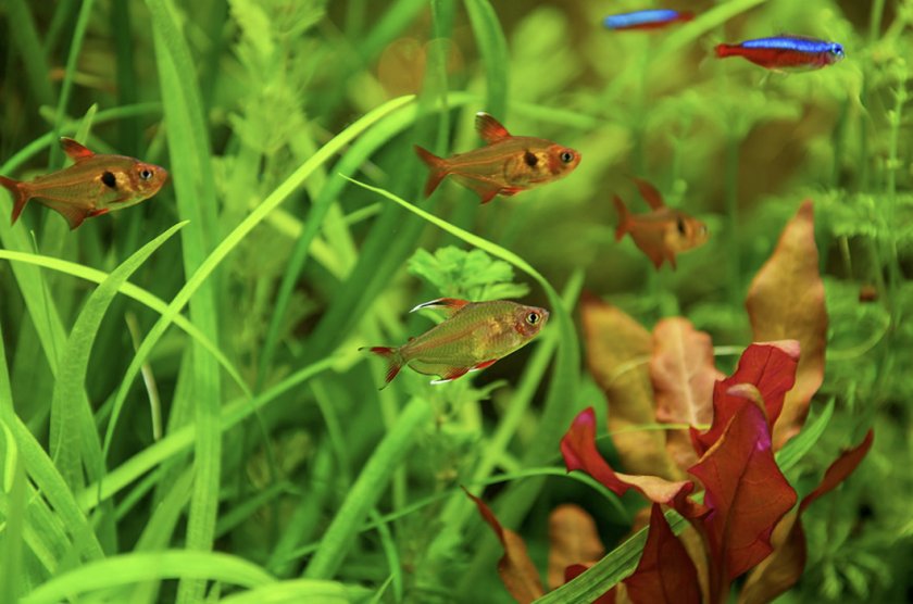 Орнатус в аквариуме