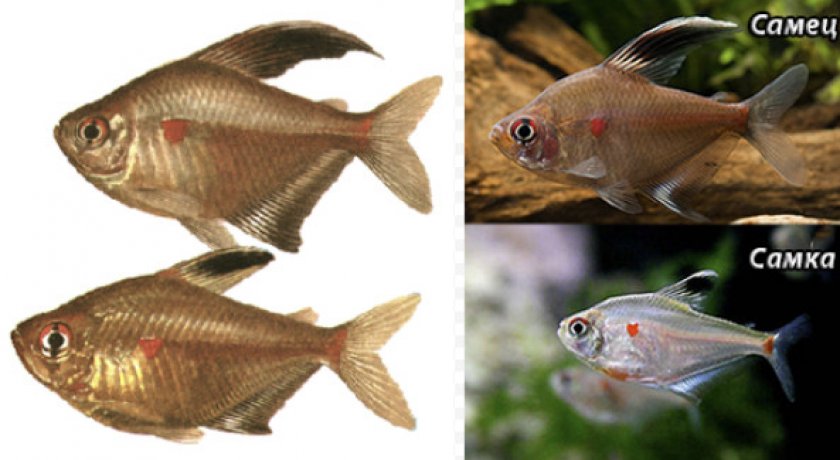 Как отличить самку. Орнатус рыбка аквариумная. Орнатус самка и самец. Тернеция самец и самка. Рыбка аквариумная Тернеция самцы.