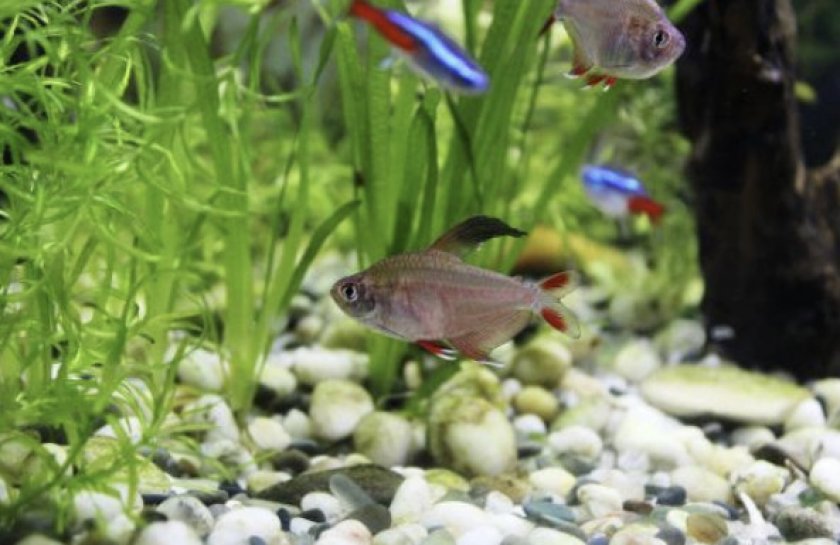 Рыбка орнатус