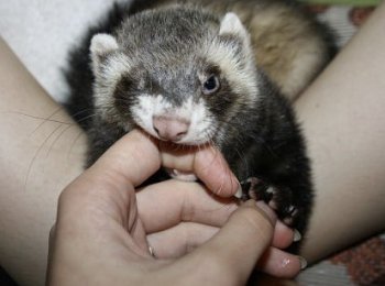 Что делать, если хорек кусается