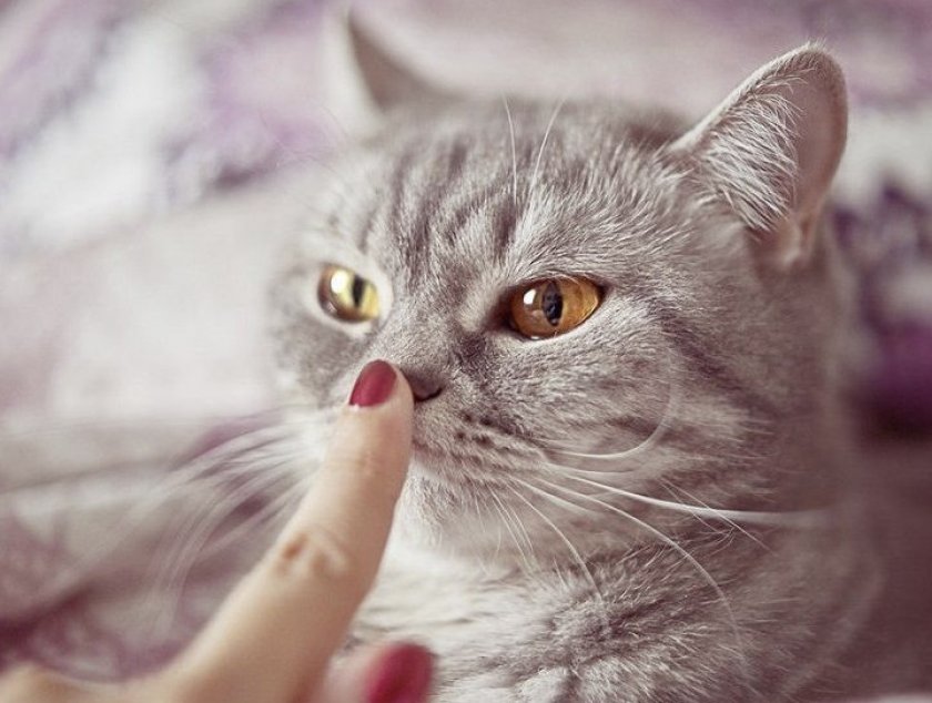 Сухой нос у кошки Сухой нос у кошки