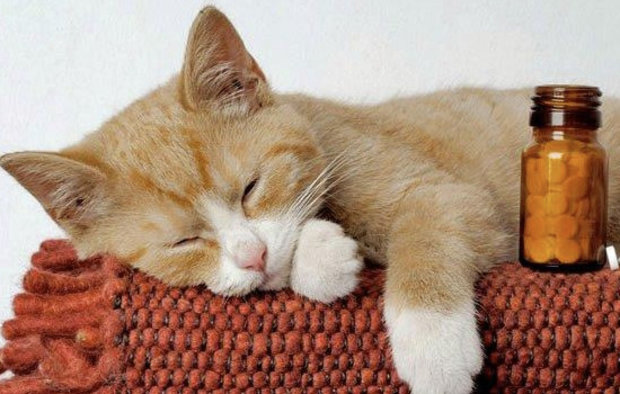 Кошка Кошка
