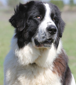 Буковинская овчарка