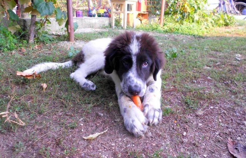 Щенок буковинской овчарки Щенок буковинской овчарки