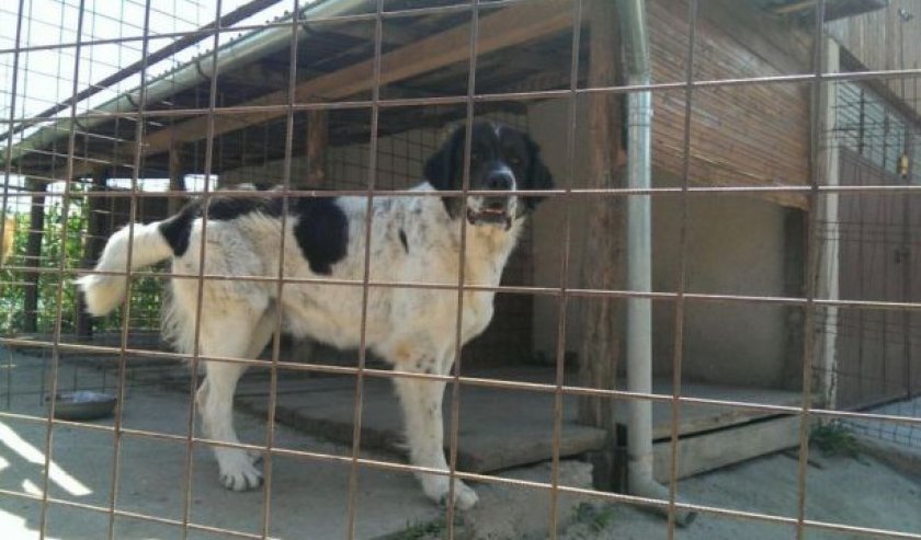 Вольер и будка Вольер и будка