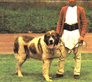 Ciobănesc românesc de Bucovina