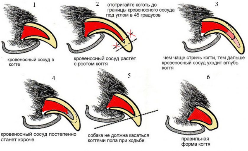 Подрезка когтей
