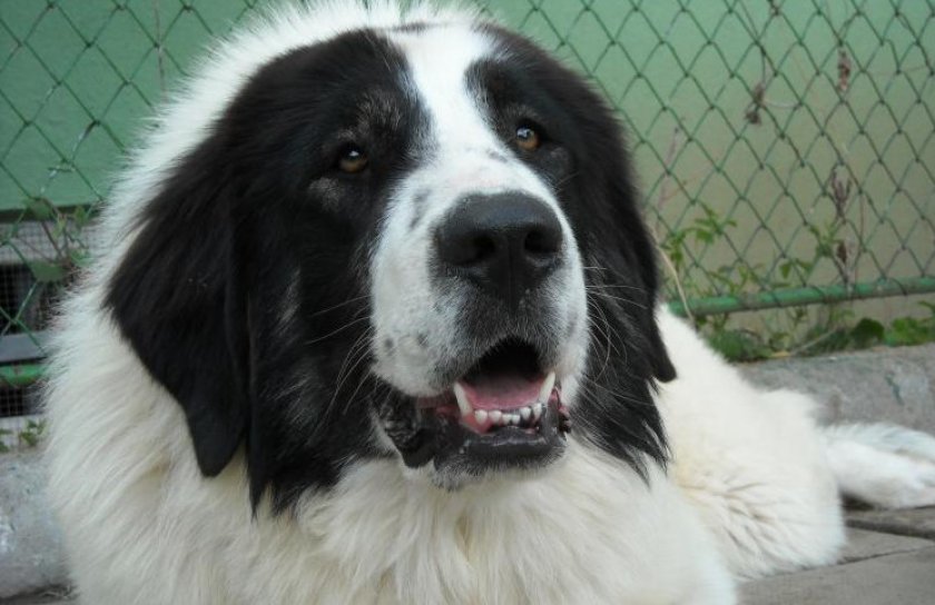 Буковинская овчарка