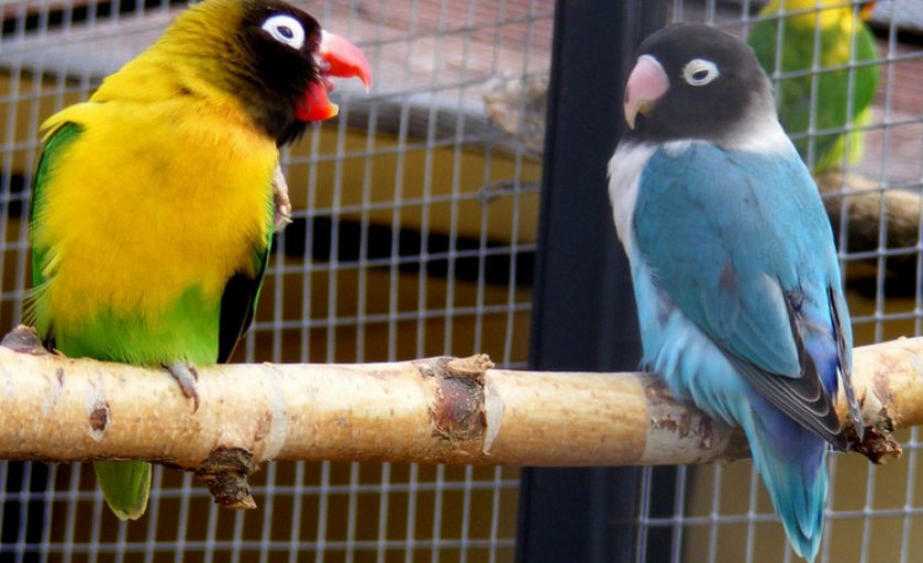 Неразлучники Неразлучники