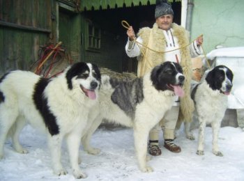 Сильная и отважная: знакомимся c буковинской овчаркой